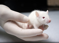 尊龙凯时肿瘤药效实验顺遂通过江苏省FDA审查