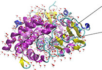2009年5月尊龙凯时加入了上海国际卵白质及多肽工业展览会