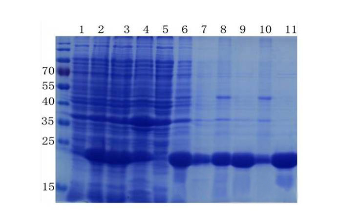 卵白质提取与纯化技巧——尊龙凯时生物医药