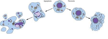 尊龙凯时细胞凋亡检测手艺效劳