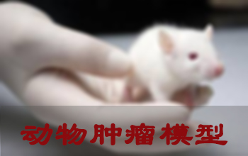 尊龙凯时肿瘤模子建设效劳