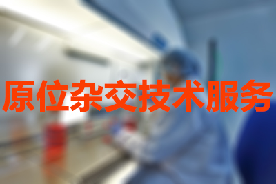 尊龙凯时原位杂交手艺效劳