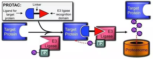 PROTAC手艺基本模式