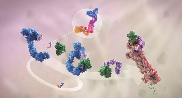 卵白降解剂（多色）连系了1个靶卵白（绿色）和1个E3泛素毗连酶（蓝色），驱动基于卵白酶体（橙色）的靶卵白泛素化（紫色）和降解。