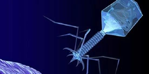 噬菌体疗法、溶瘤病毒，以及构建细胞表达载体的病毒转染因子等都体现出病毒对人类善良温顺的一面