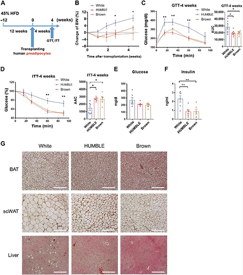 重大的细胞移植改善饮食诱发的肥胖小鼠的新陈代谢