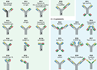 【云回首】理论、规则、实践，三位一体解说双抗的生物剖析