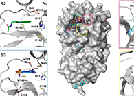 【Nature子刊】国际团队联协实力，加速基于COVID-19结构的药物设计！