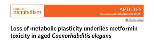 在线虫和人类原代细胞中，当在其寿命晚期提供二甲双胍时，二甲双胍会缩短命命，这与二甲双胍在年轻生物体中的起劲作用相反。