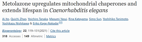 来自日本大阪市立大学的科学家搜索了现有药物的化学“文库”，他们发明一种名为美托拉宗的抗高血压药可延伸秀丽隐杆线虫的寿命，标记着抗朽迈药物开发的第一步