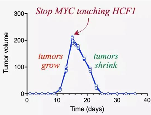 可以“融化”肿瘤的卵白质，你一定没有听说过！