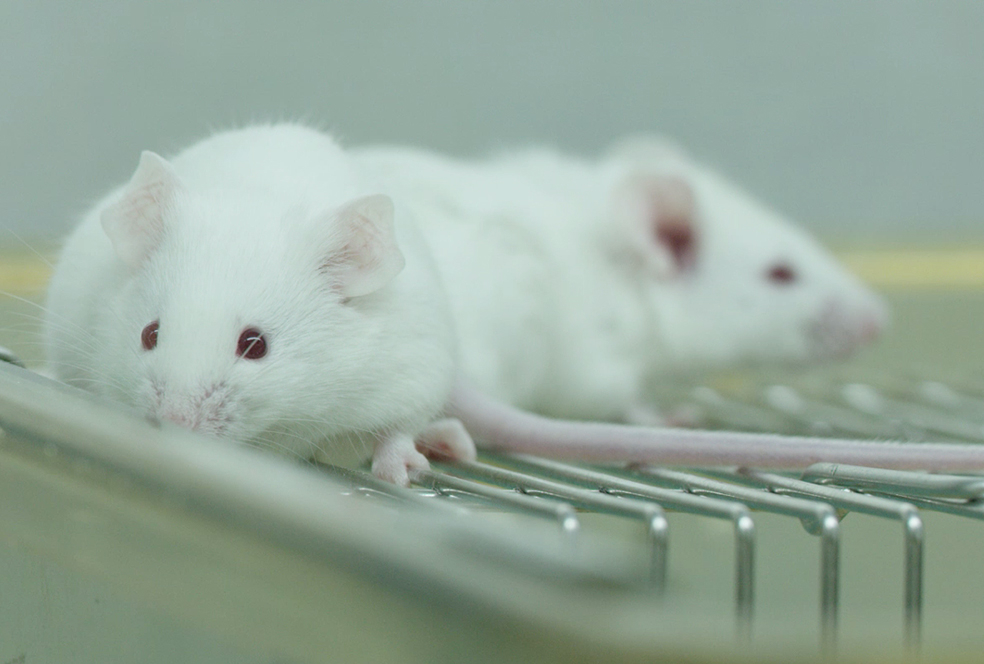 带你相识尊龙凯时临床前研究效劳 