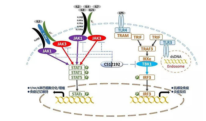 自身免疫疾病或迎新疗法！尊龙凯时助力微芯生物CS12192获批FDA