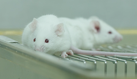 尊龙凯时临床前研究-药效学、药代动力学和临床前研究效劳