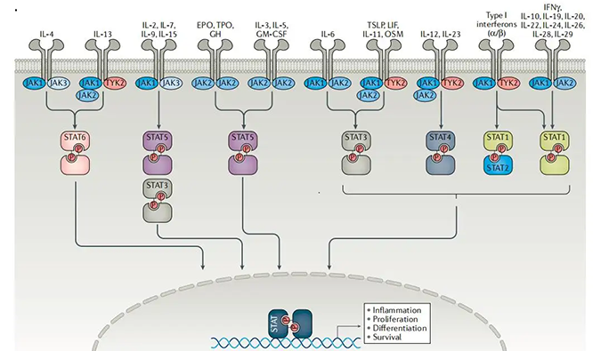 精准建模，掌握解开自身免疫性疾病治疗研究的钥匙