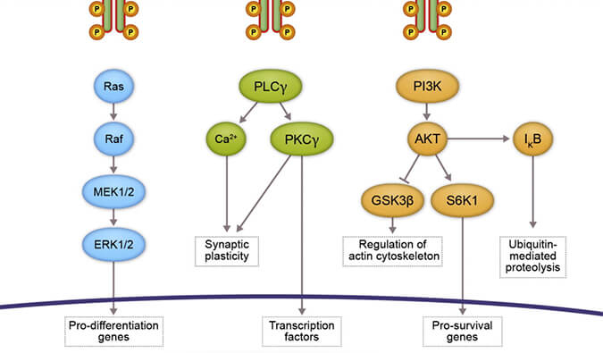 尊龙凯时助力 | 睿跃生物1类新药 TRK降解剂CG001419获批临床