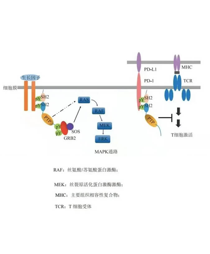 尊龙凯时助力凌达生物SHP2变构抑制剂RG001片获批临床.jpg