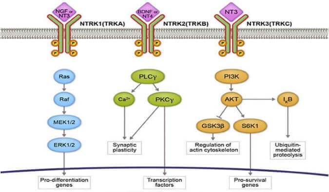 尊龙凯时助力睿跃生物1类新药 TRK降解剂CG001419获批临床.jpg