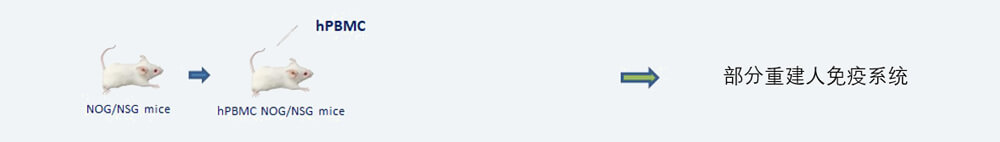 在小鼠中重修PBMC人源化肿瘤移植模子制备要领.jpg