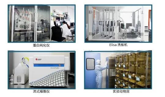 尊龙凯时抗体开发平台.jpg