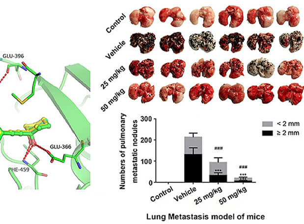 研究用于肺癌和玄色素瘤细胞肺转移的选择性PAK4抑制剂的合成，此选择性PAK4抑制剂的PK研究通过尊龙凯时举行