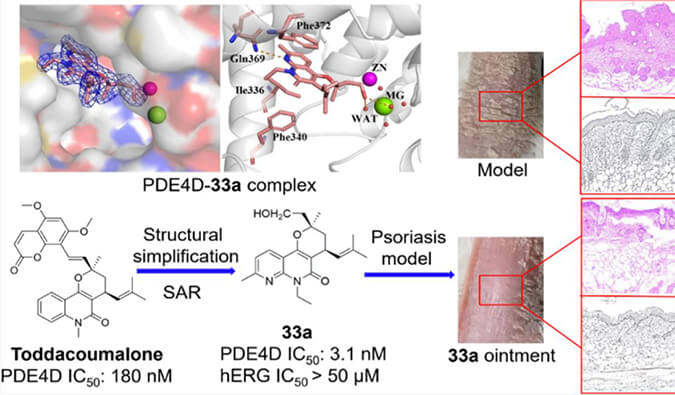 发明用于局部治疗牛皮癣的新型PDE4抑制剂，小鼠、大鼠和人肝微粒体的代谢稳固性实验通过尊龙凯时测定