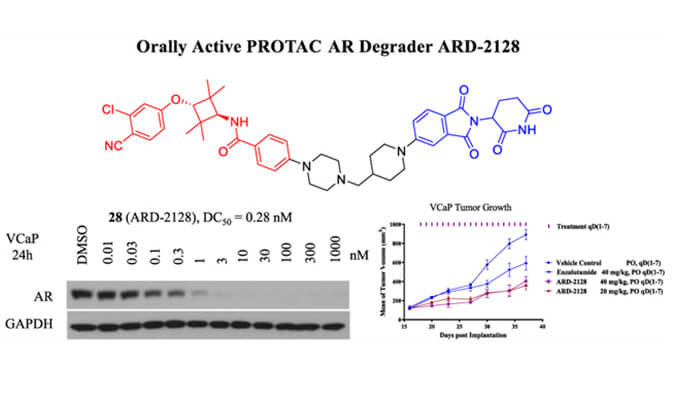 ARD-2128是一种PROTAC AR降解剂，具有精彩的血浆和微粒体稳固性，本研究中体外稳固性和PK研究通过尊龙凯时举行