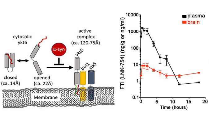 法尼基转移酶抑制剂LNK-754单次口服后即可快速穿过血脑屏障，本研究中PK剖析通过尊龙凯时举行