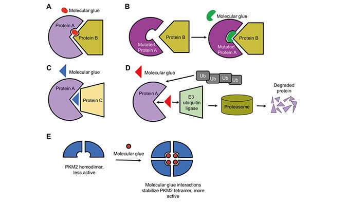 靶向卵白降解系列（三）：分子胶，挑战不可成药