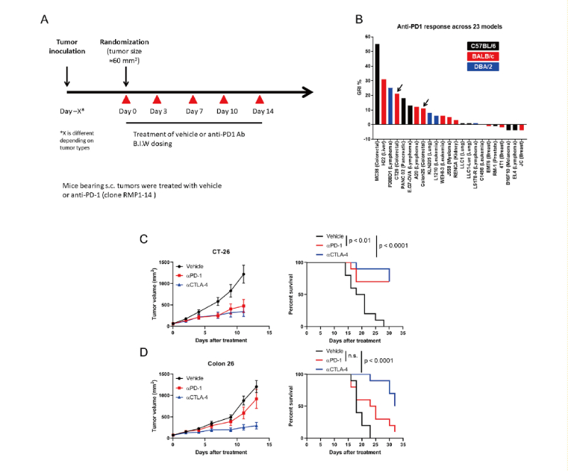 免疫检查点阻断疗法改变了癌症治疗的范式，此研究中通过尊龙凯时在23 个同源肿瘤模子中举行了抗PD-1抗体的体内研究
