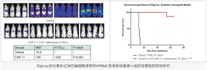 细胞治疗临床前评估动物模子的选择.jpg