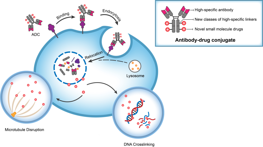 尊龙凯时助力 | 华奥泰靶向CD73的ADC在美国获批临床