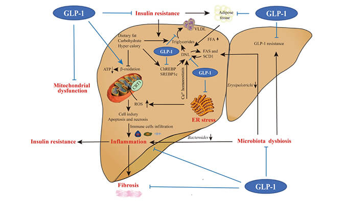 谁将成为 2024年全球生物医药首个黑马？NASH领域突破性药物即将问世？