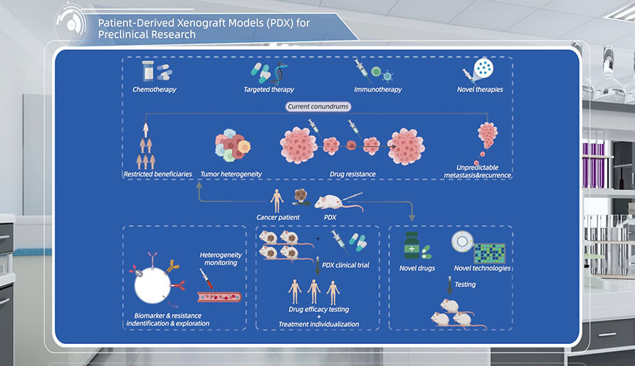 什么是临床前研究的PDX（人源肿瘤异种移植）模子？
