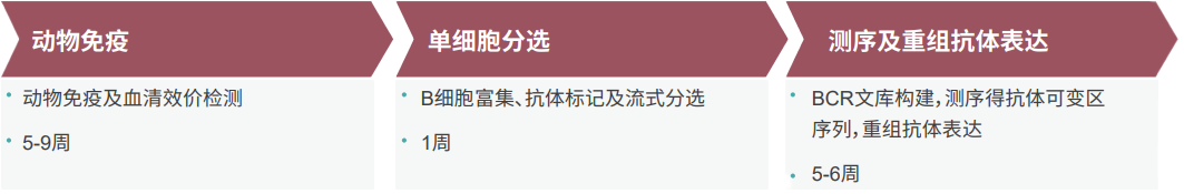 尊龙凯时单B细胞抗体发明平台