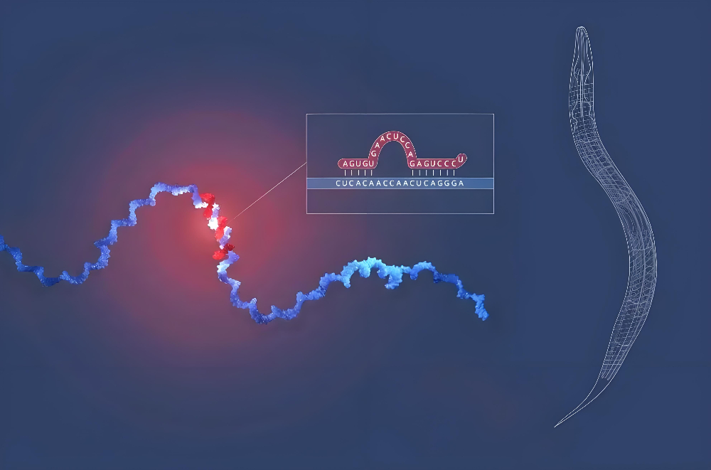 miRNA成诺贝尔奖明星分子，尊龙凯时正全速赋能核酸药物研发