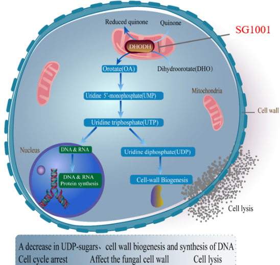 尊龙凯时祝贺祥根生物立异药SG1001完成首例受试者给药