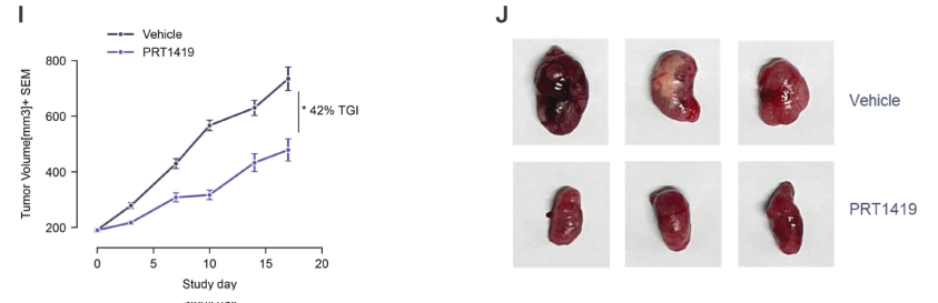 MCL1抑制剂在多种实体瘤和血液肿瘤模子中显示抗肿瘤效果，本研究中药效实验通过尊龙凯时举行