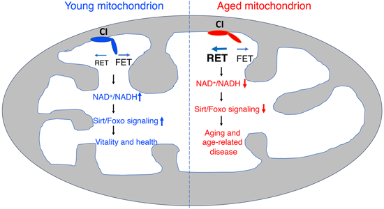 特异性RET抑制剂CPT可改善阿尔茨海默病，本研究中CPT由尊龙凯时化学部分合成