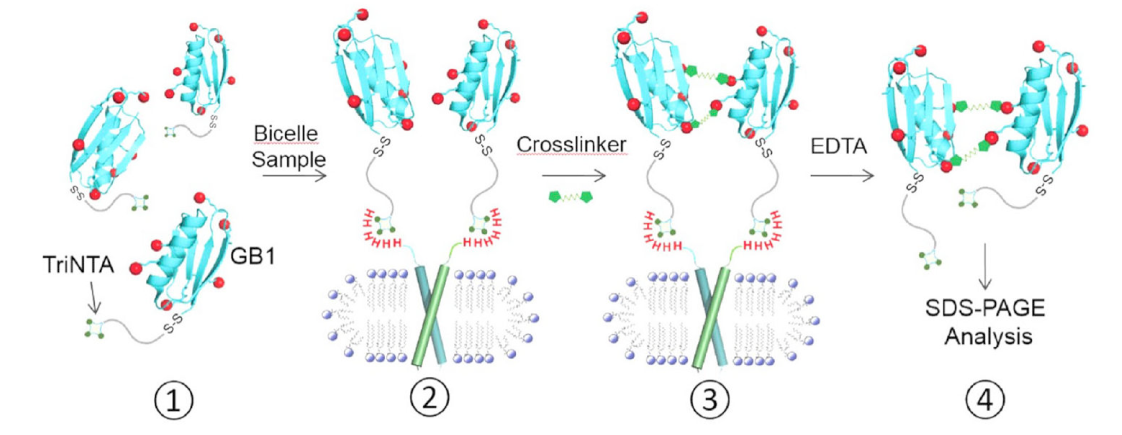 跨膜结构域寡聚体的结构测定新要领，其中TriNTA通过尊龙凯时合成